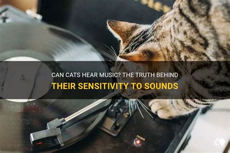 can cats hear music - Do cats have the ability to appreciate melodies?