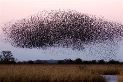 do bees like music while flying in a swarm